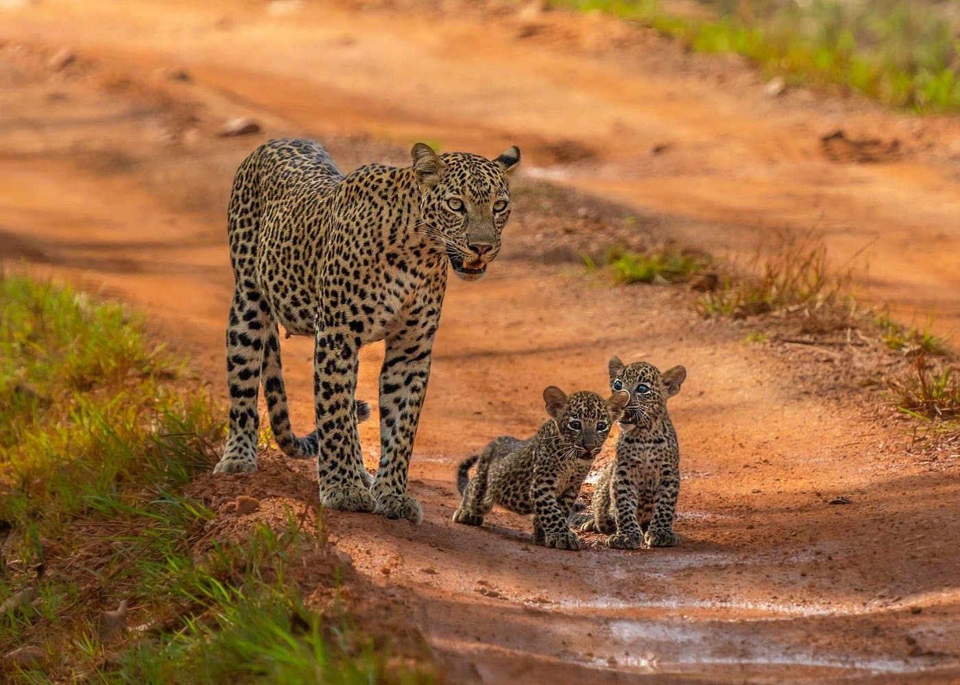 Yala National Park Safari Tours - Half Day & Full Day